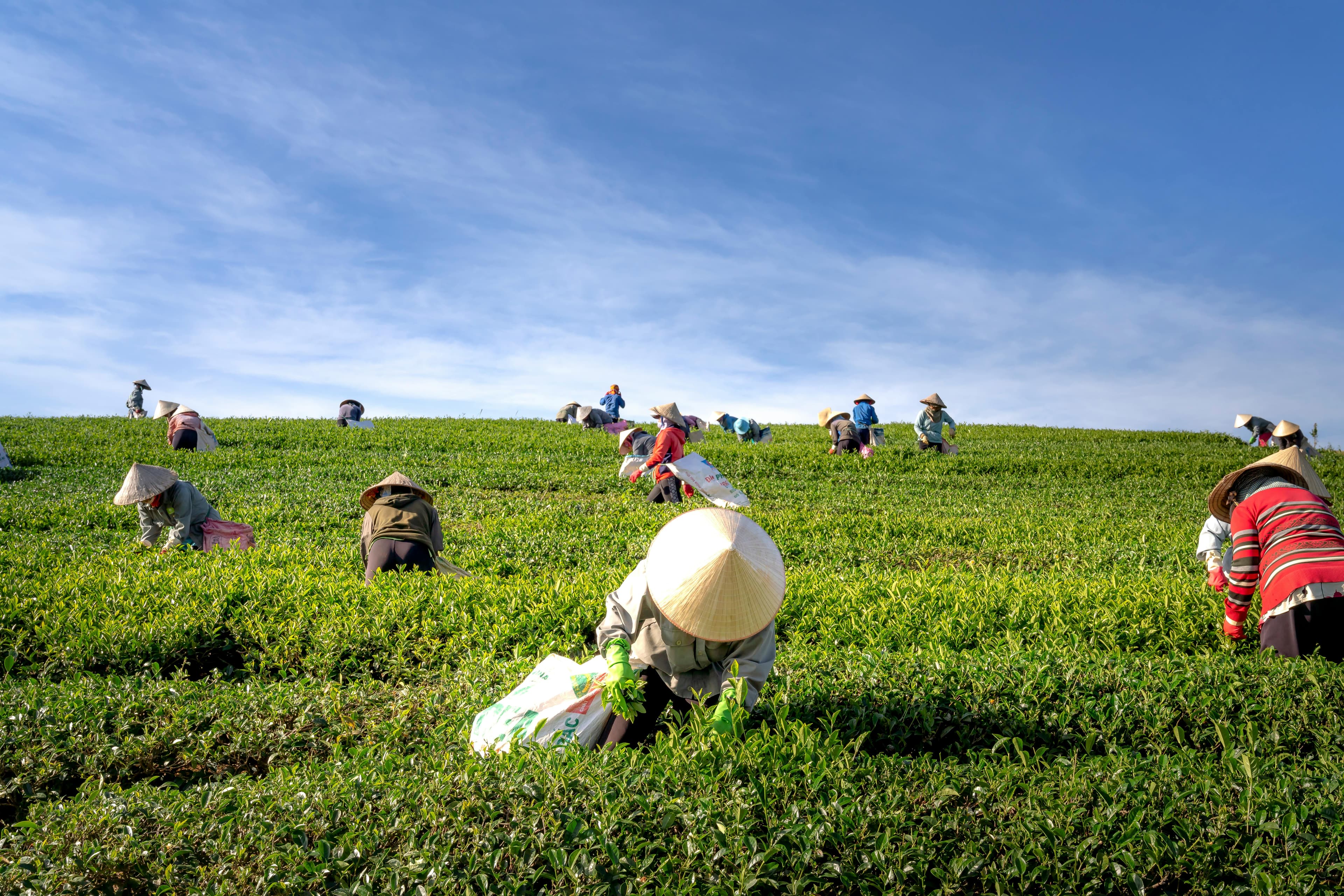 Suburban Farmers Program